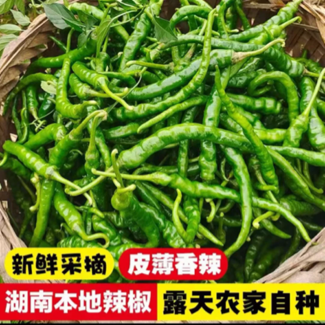 湖南邵阳邵东本地辣椒乡里露天辣椒螺丝辣椒