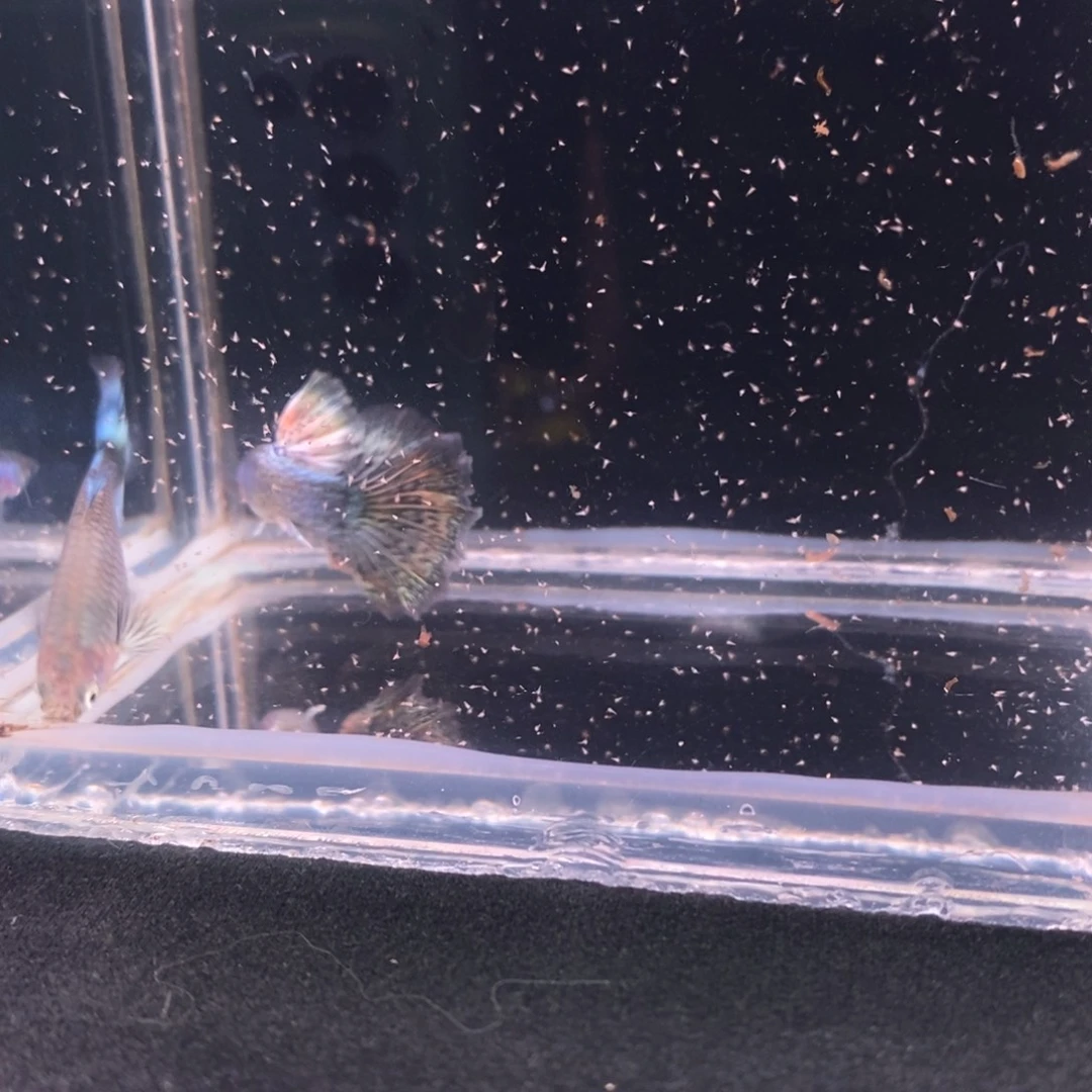 孔雀鱼半月尾金属黄龙1对