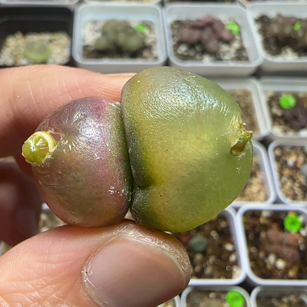 双头灯泡多肉植物
