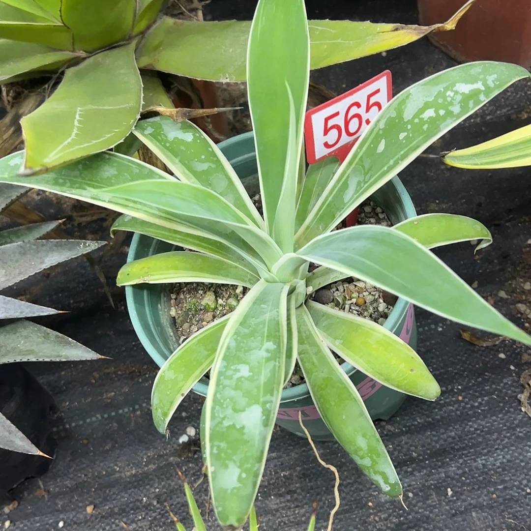 狐尾白覆轮锦龙舌兰