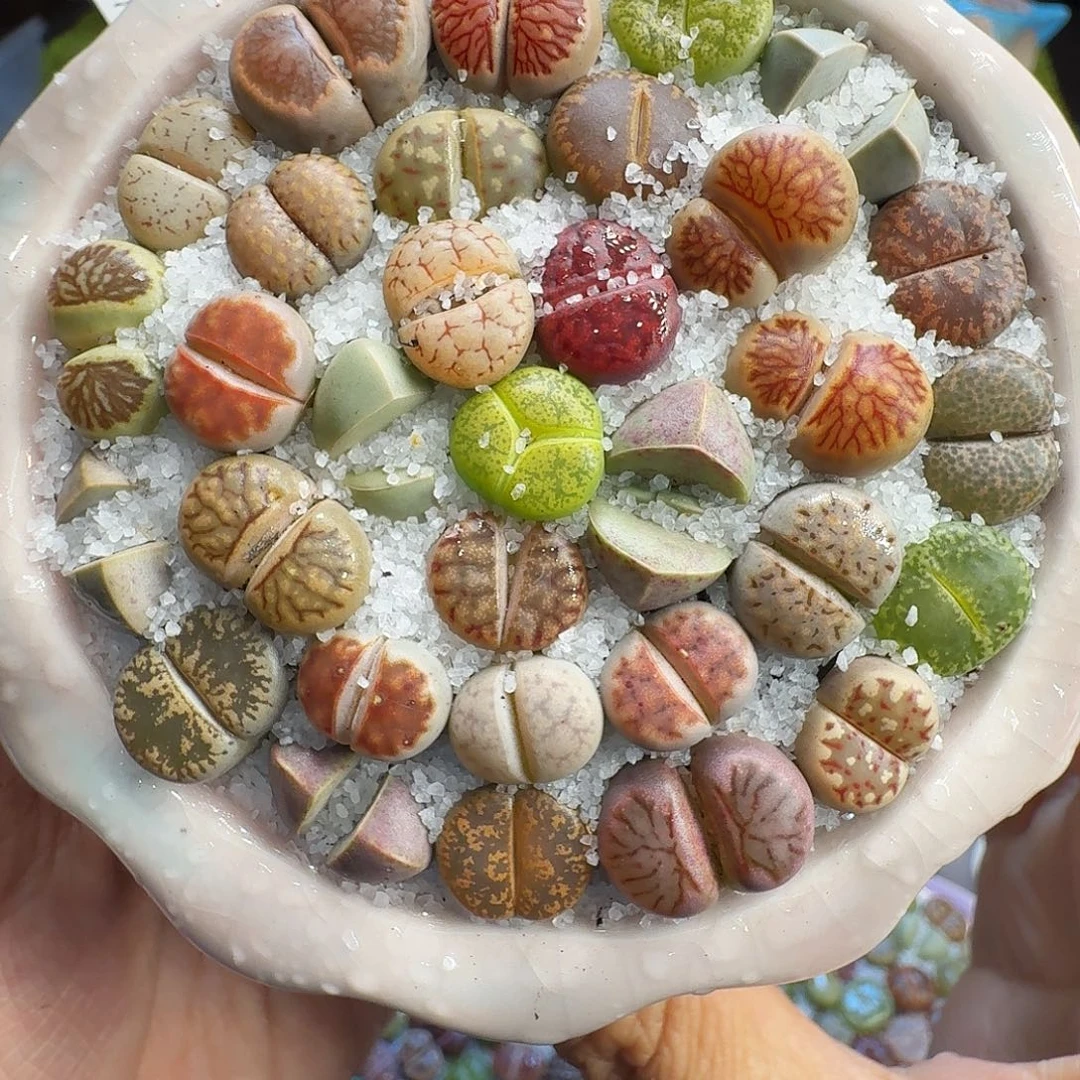 多肉植物开播福利冲1433