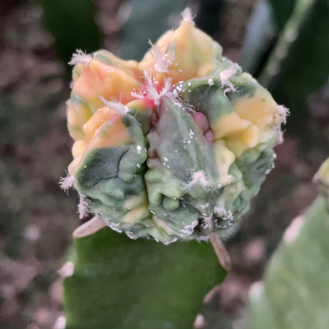 乐***皮全部花朵散斑核桃锦 仙人球开花