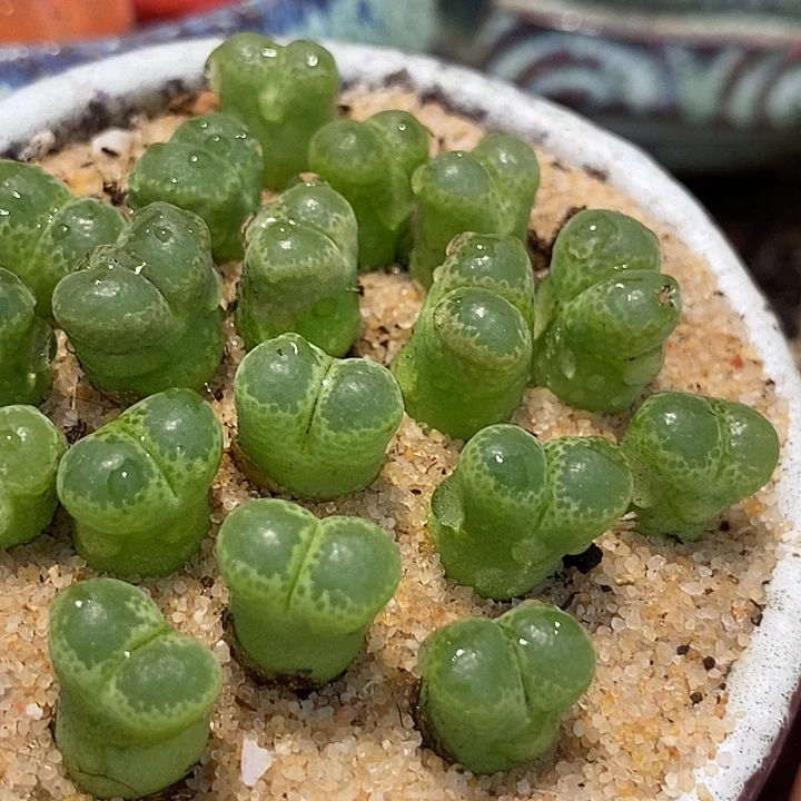 绿眼睛风铃一颗