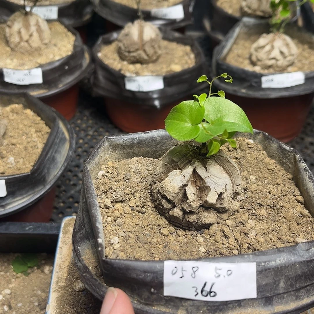 058南非块根龟甲龙