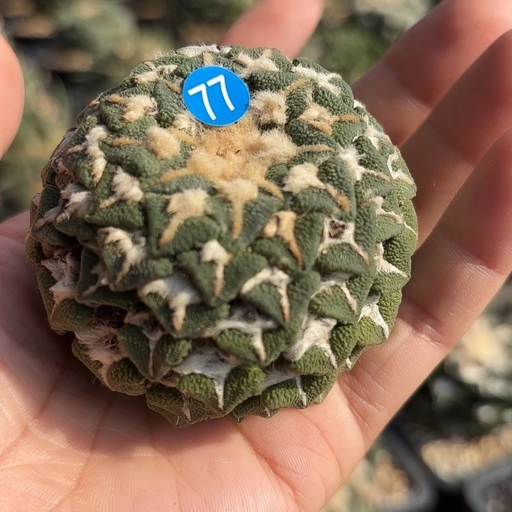 珍***版袖蒲苗接落地仙人球77