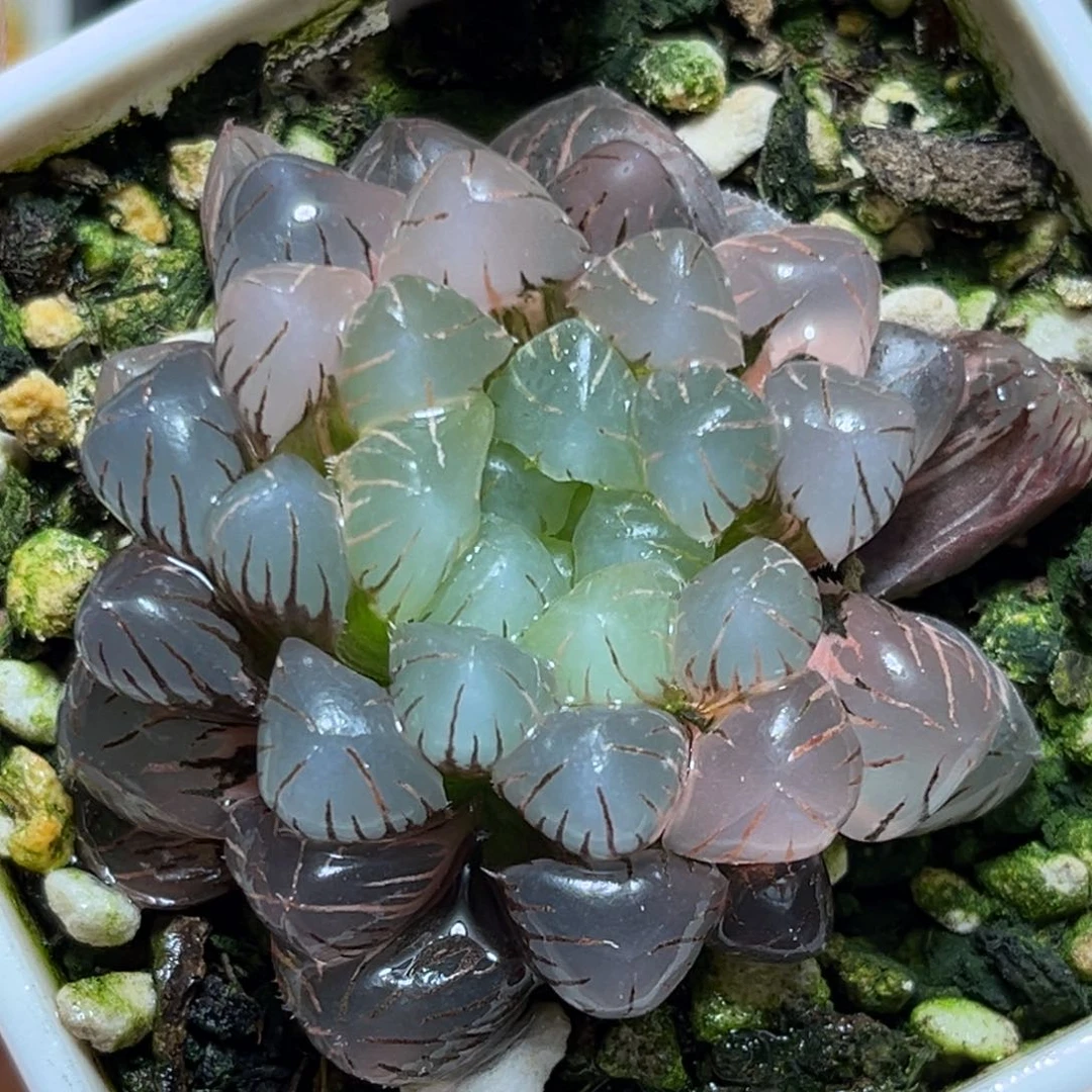 恭喜发财大吉大利0026