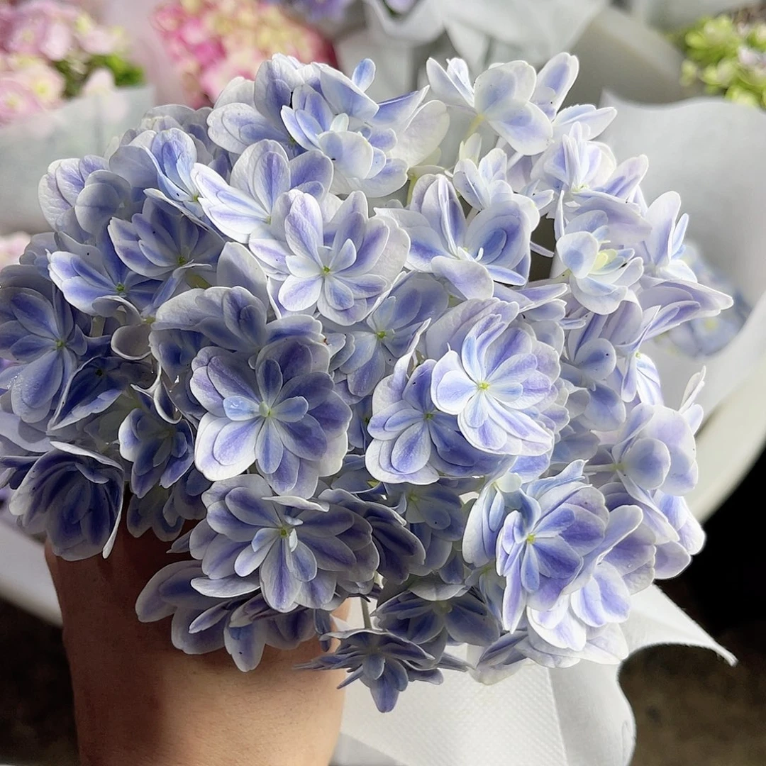完全开放稀有绣球花31