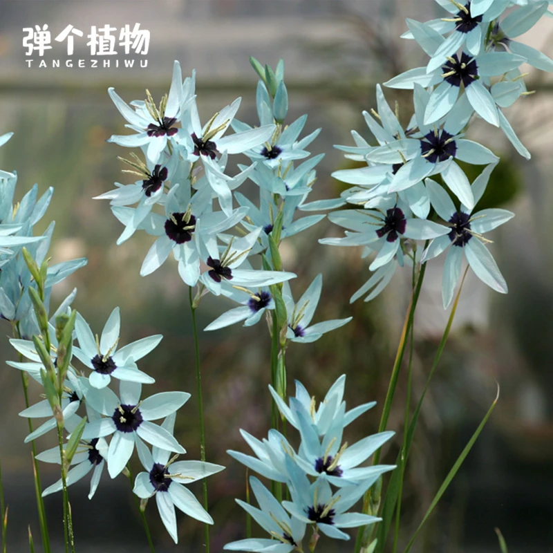弹个植物绿松石鸢尾种球稀有球根多年生花卉阳台庭院宿根
