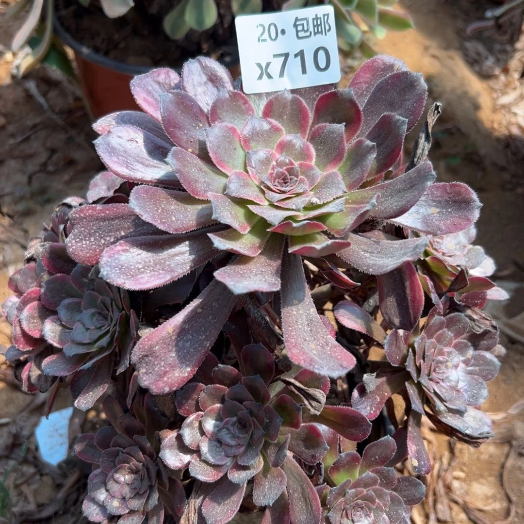 710红金刚，多肉法师