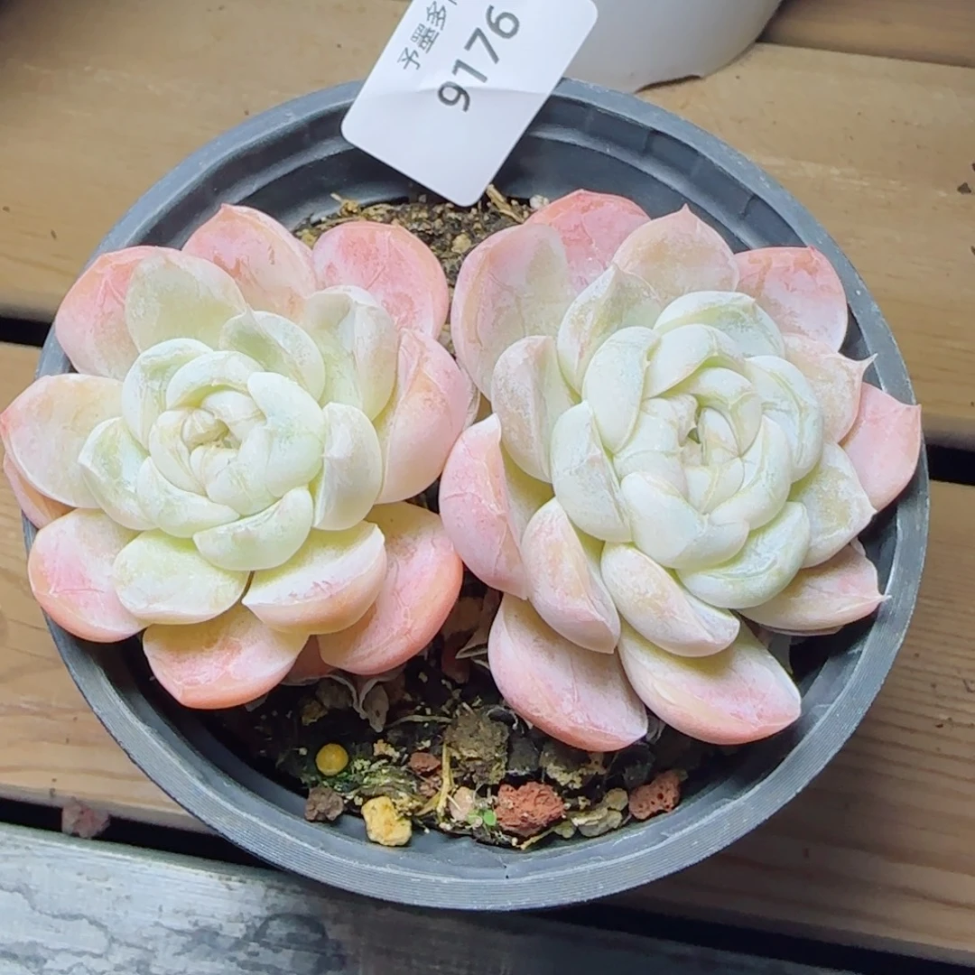 胖虎，9176多肉植物