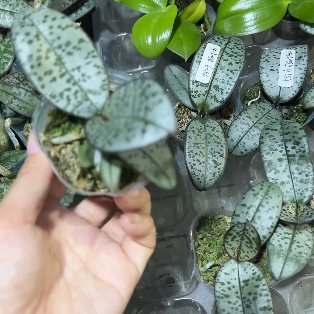 当前无花栽培后可以开花银叶盲盒1.7宝宝苗