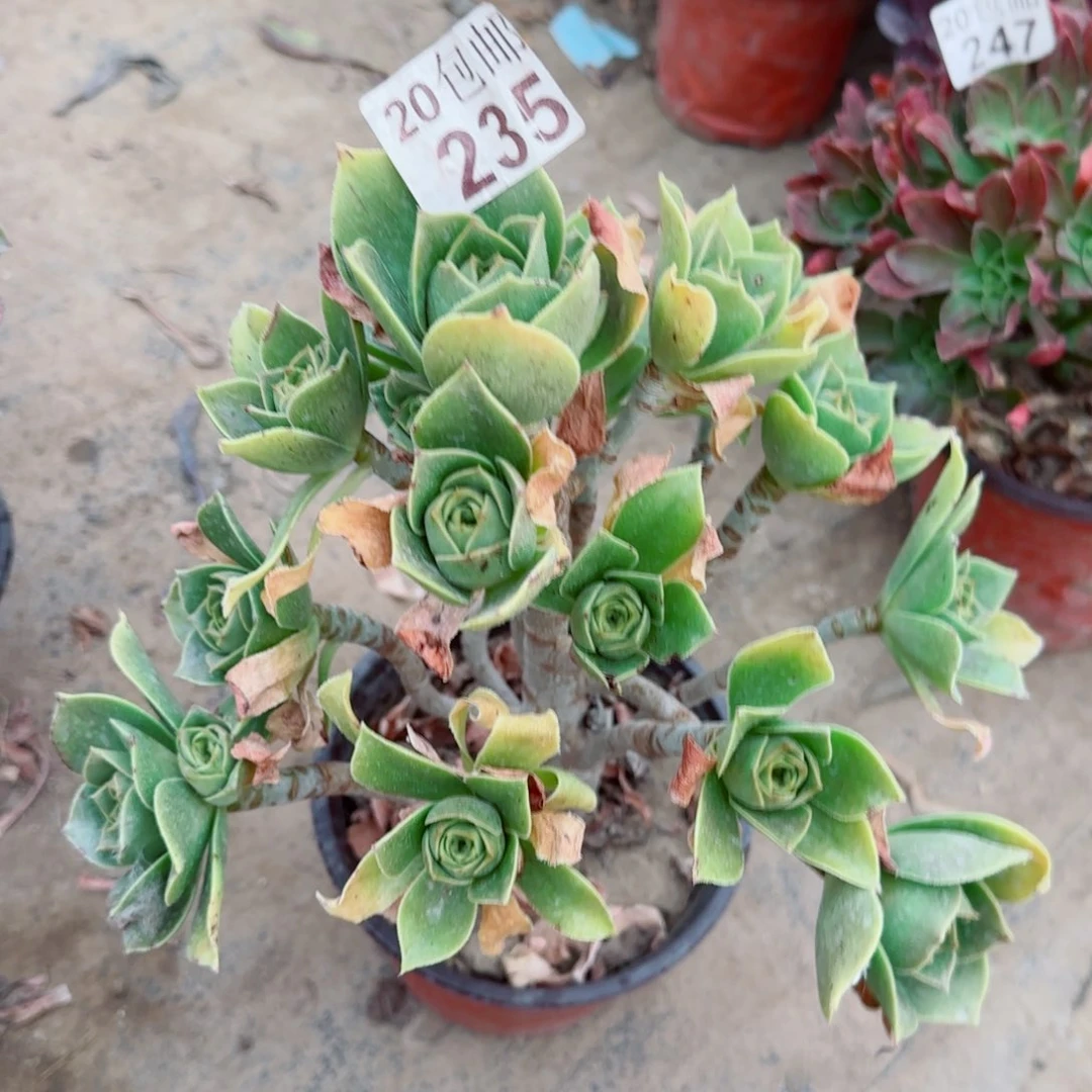 香腹多肉235满20包邮断枝不包