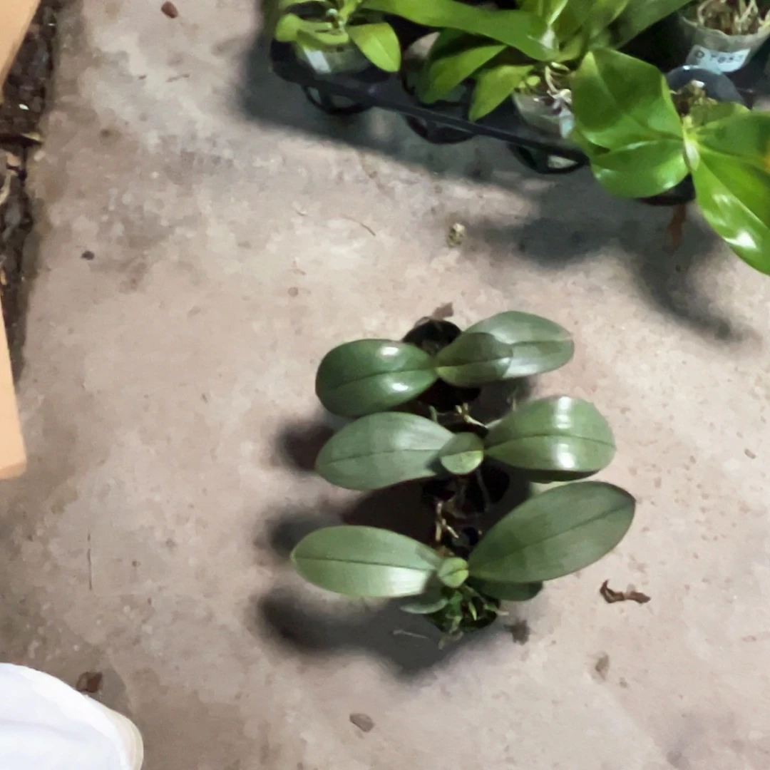 不开花植物银叶桑德苗