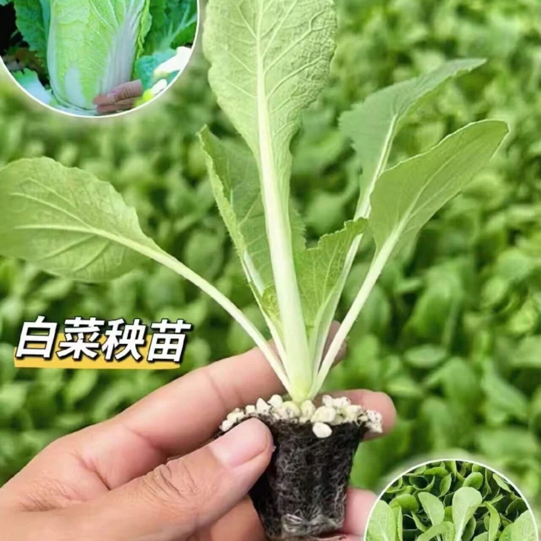 大白菜娃娃苗黄心蔬菜秧苗高产四季带土盆栽白菜苗