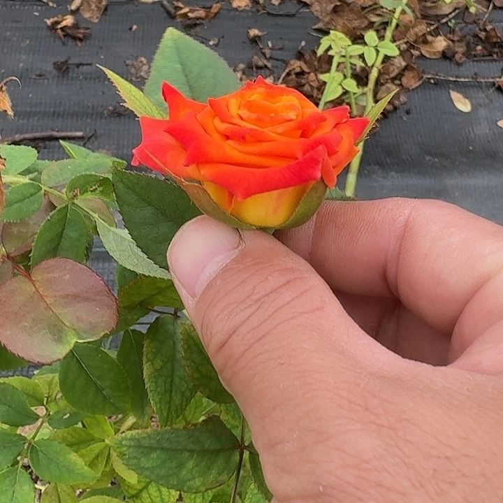 无花朵玛瑞根接小苗
