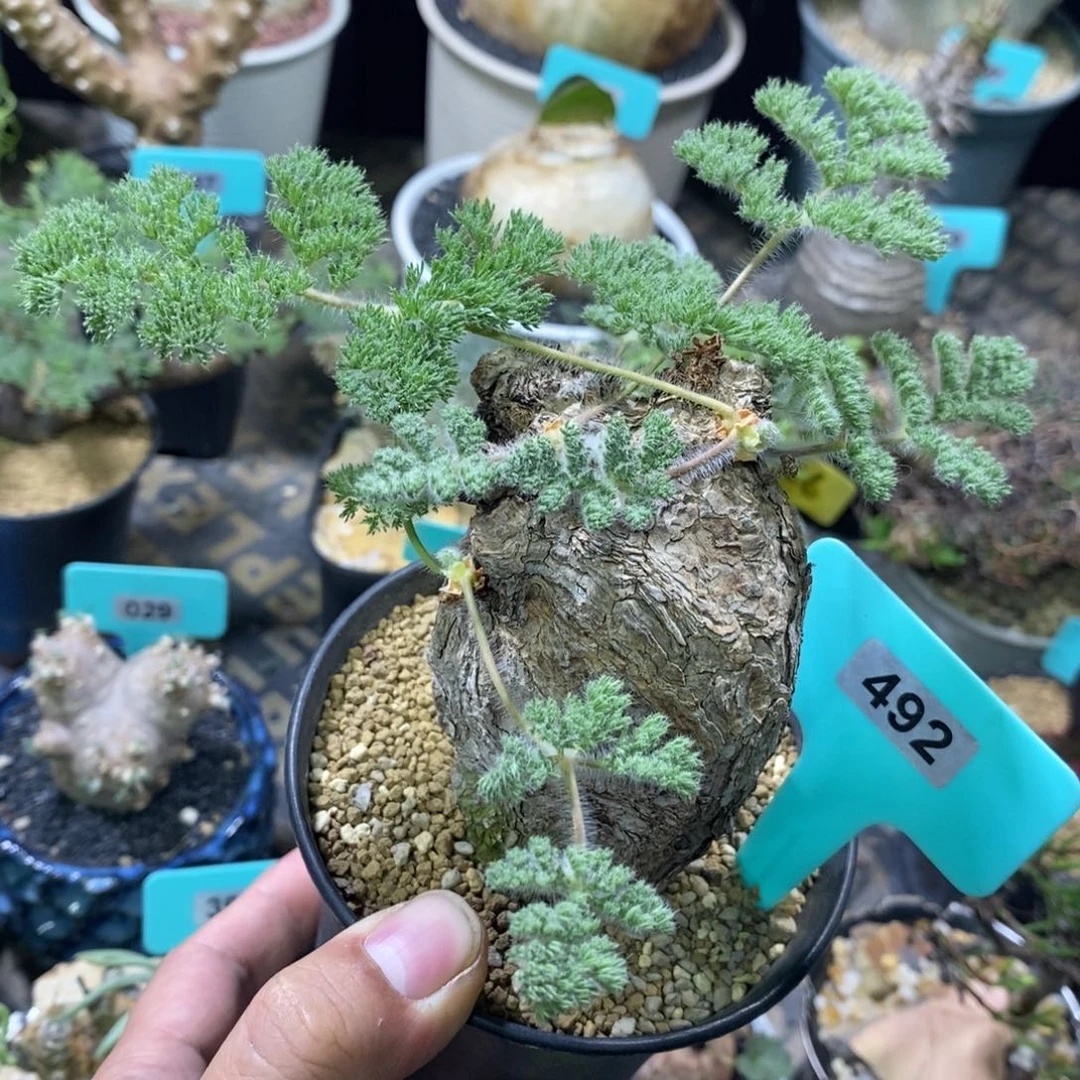 黑皮月界多肉植物