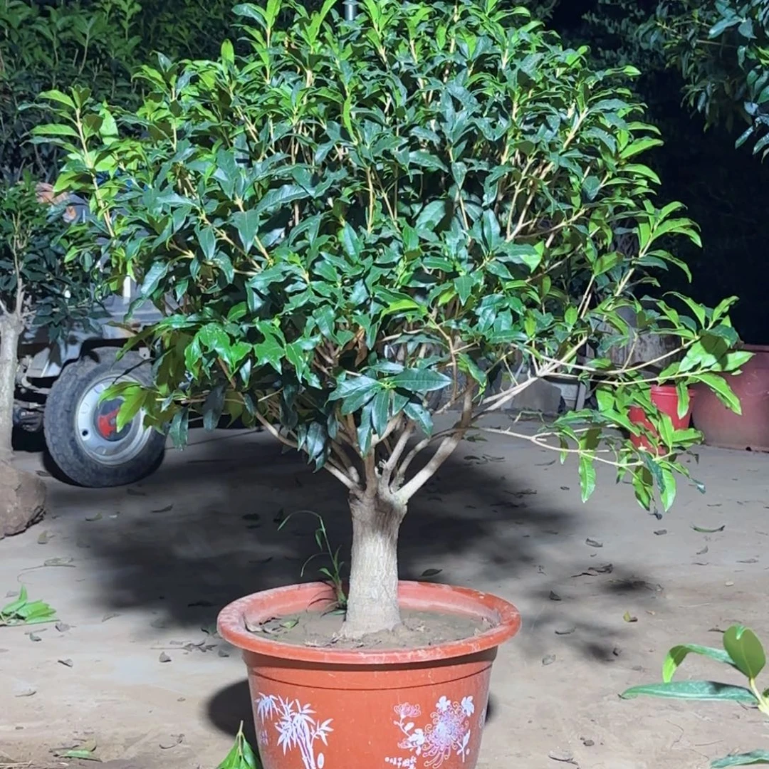 过***客无花朵桂花。八月桂系列