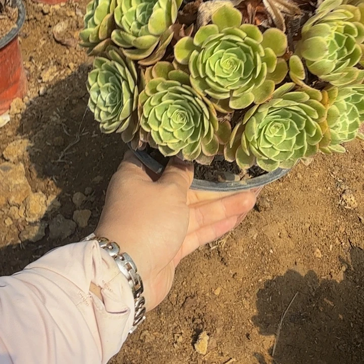 644粉花妖。多肉葡萄