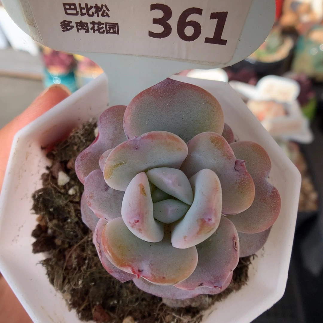 361奶茶石化多肉植物