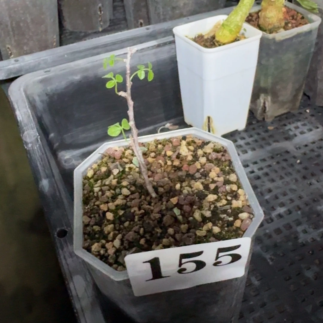 一***泪念珠橄榄扦插多肉植物