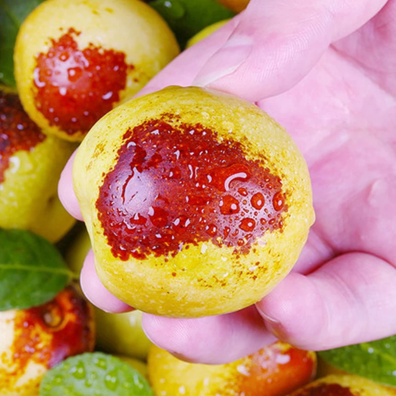 【顺丰包邮】3斤装正宗陕西大荔冬枣产地直发冰糖脆甜红枣皮薄肉厚