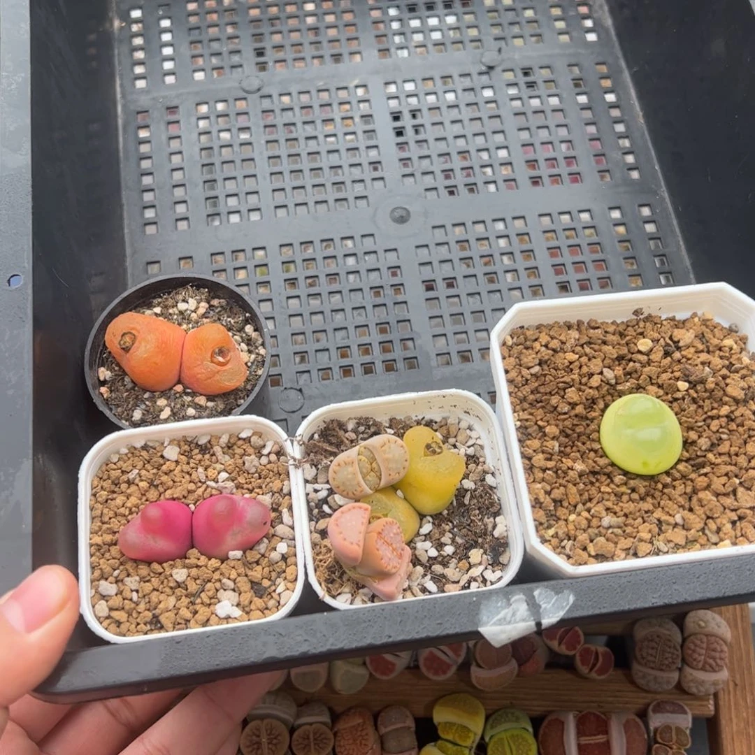 093号6颗 多肉植物