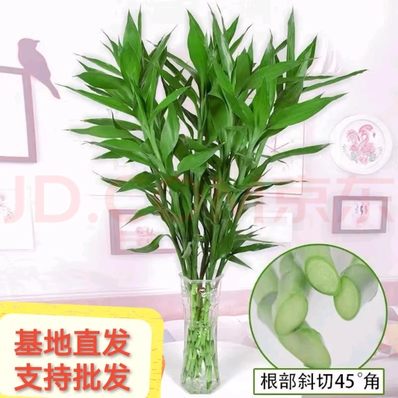 富贵竹文昌竹室内植物摆件水培好养活盆景盆栽绿植水竹室内懒人