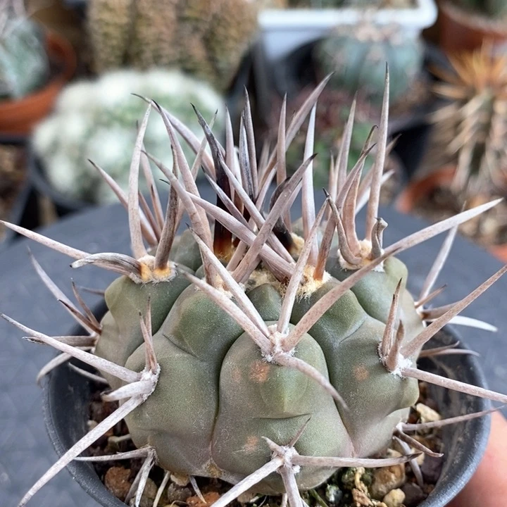 【闪购商品】676守金摩天龙