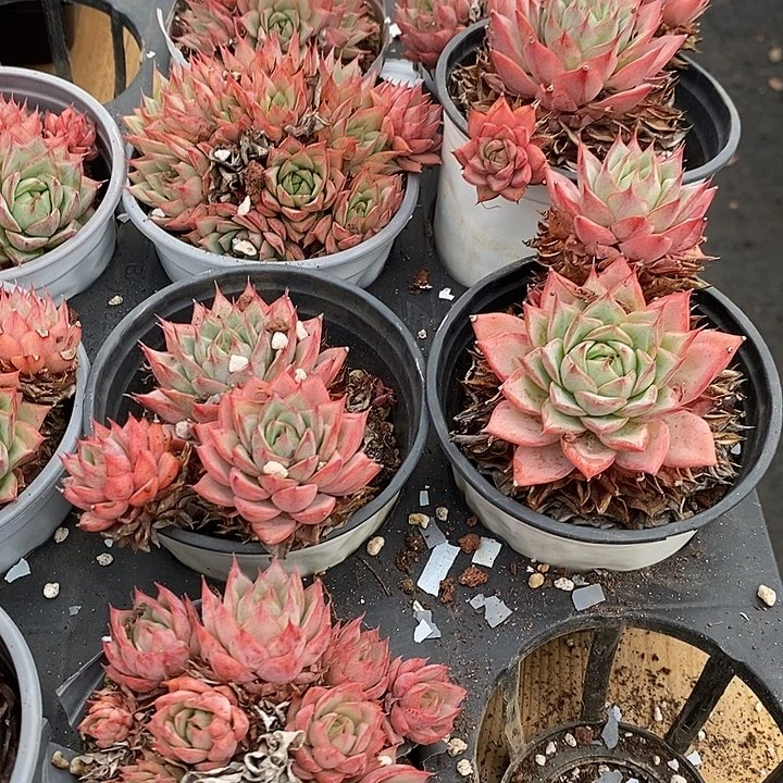 林杰安娜群生福利多多