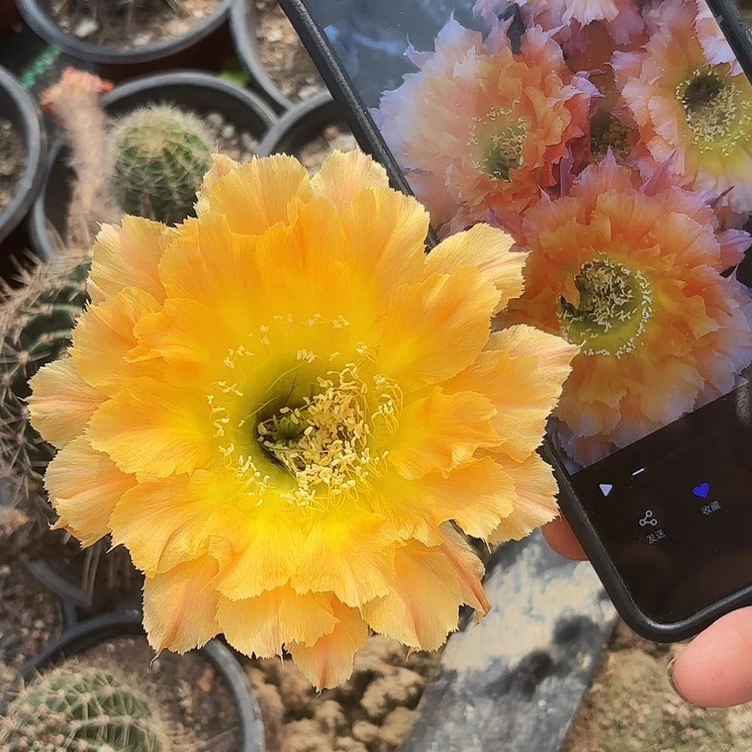 带根069仙人球小小0001