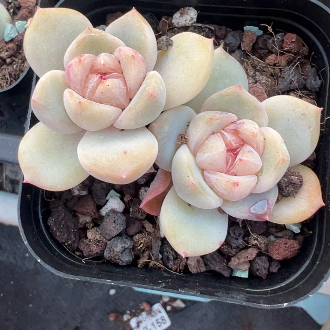 ?****萌小卡拉米糖心一物一拍