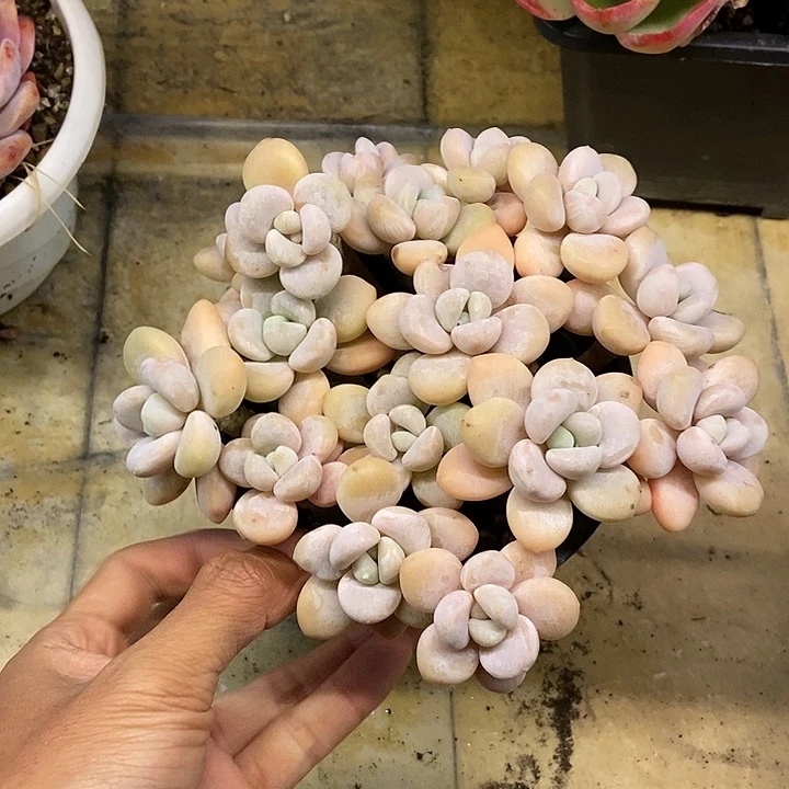 廖**辰多肉植物一物一拍