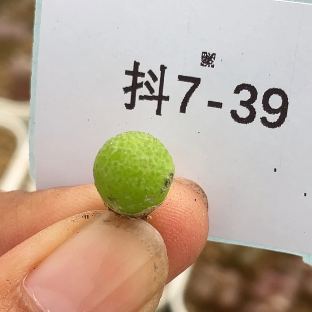7-39园艺玉米多肉植物