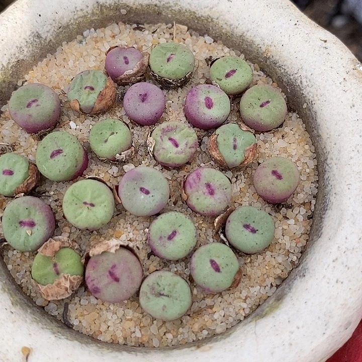 贝特分小红嘴一颗