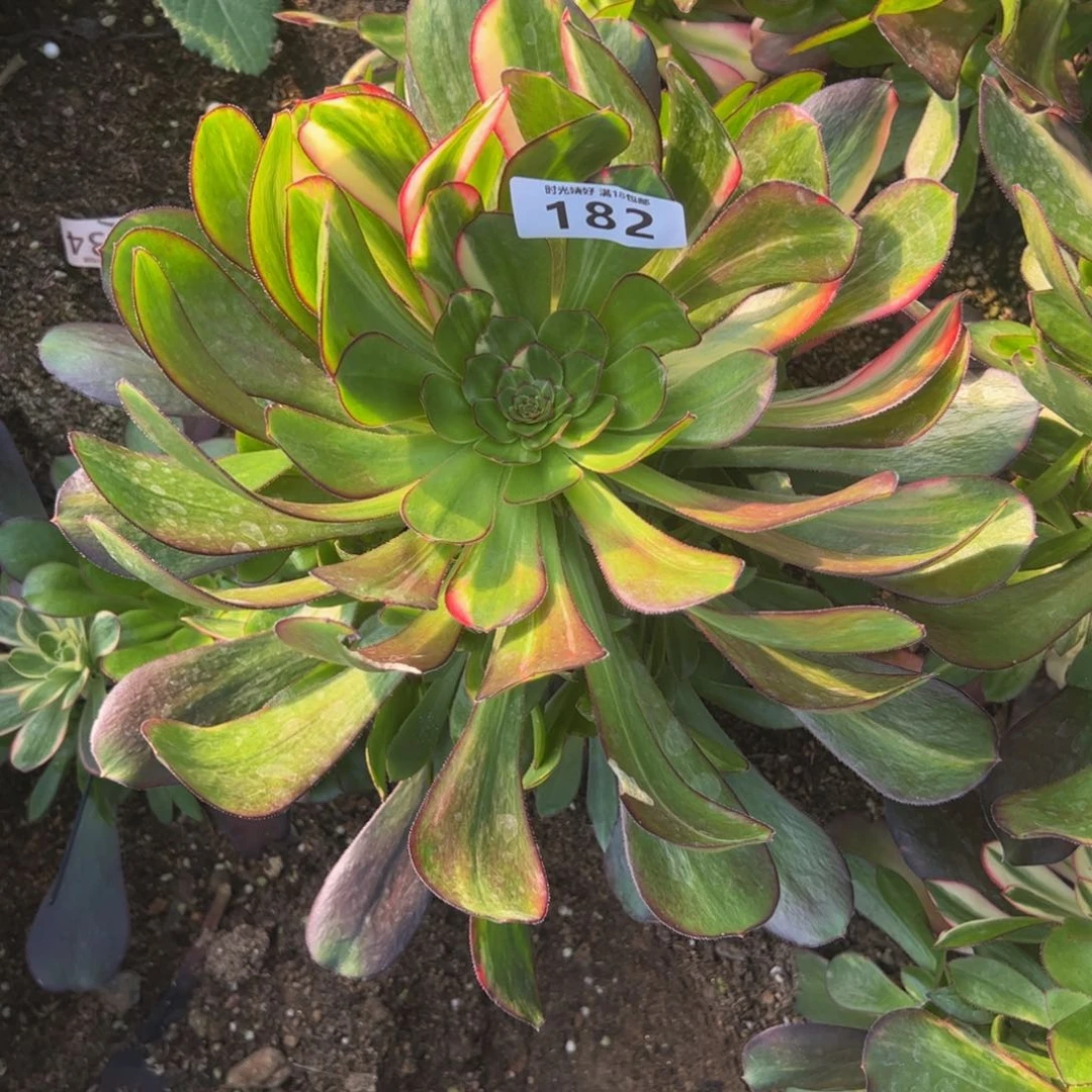 182花蝴蝶多肉植物