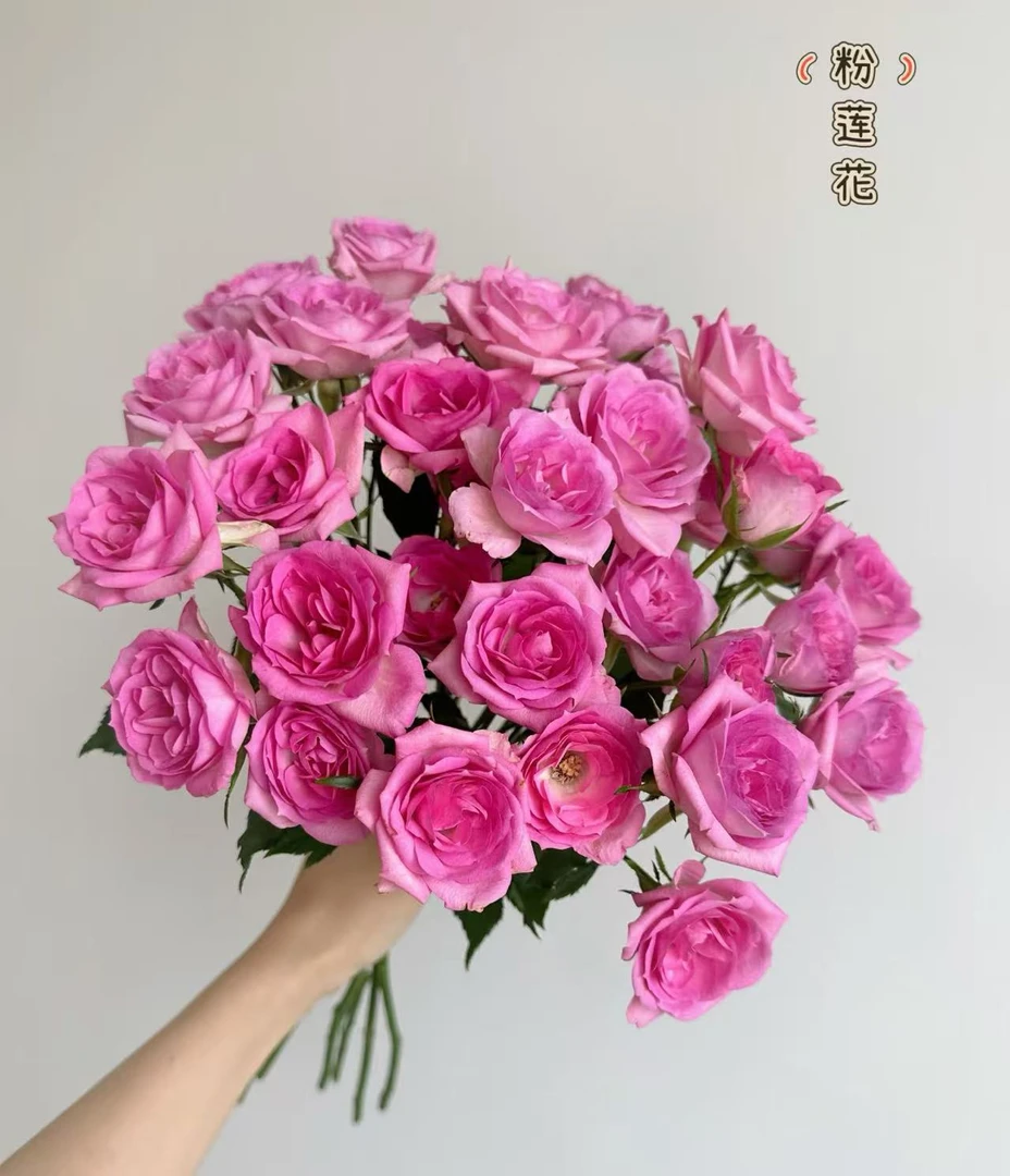 三岁花集--基地多头玫瑰粉莲花（一单顺丰冷链包邮）