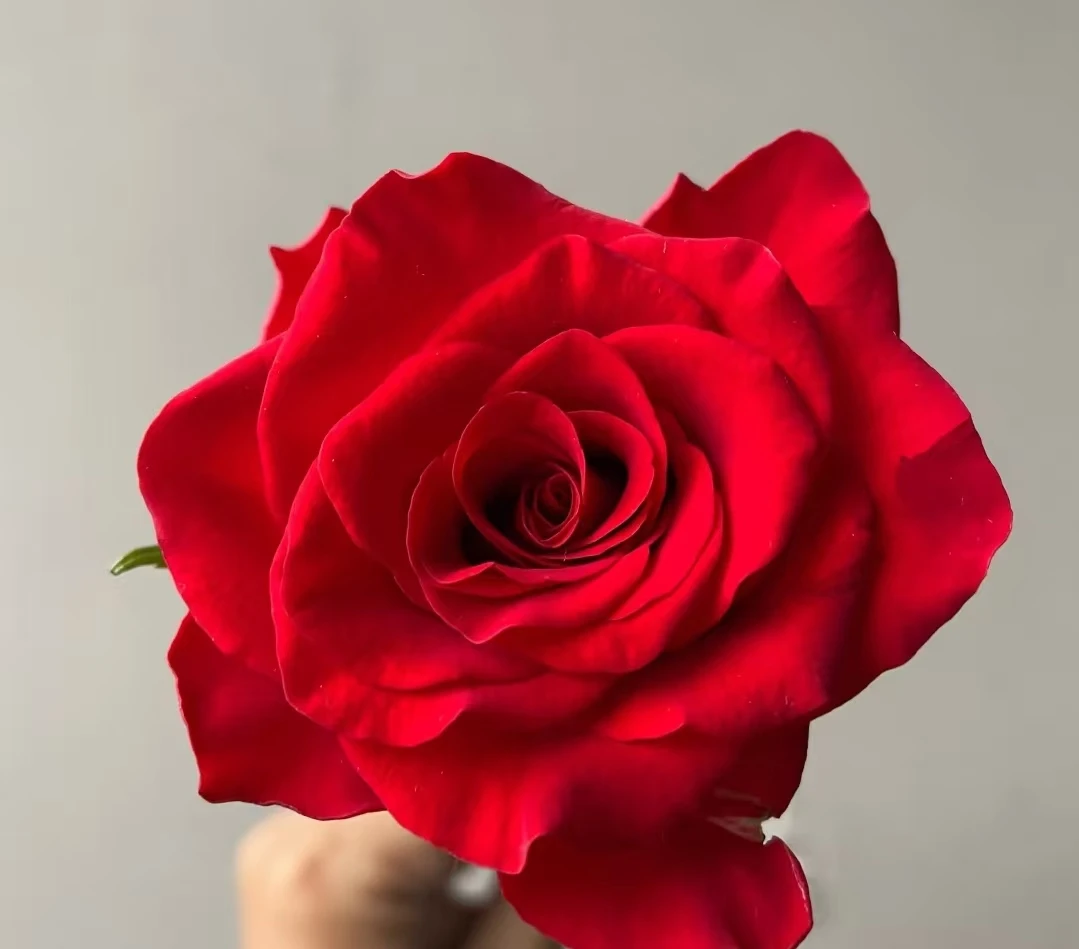 【龙洋花卉】 精选品质 红玫瑰15+5支防损鲜花任意2单包邮