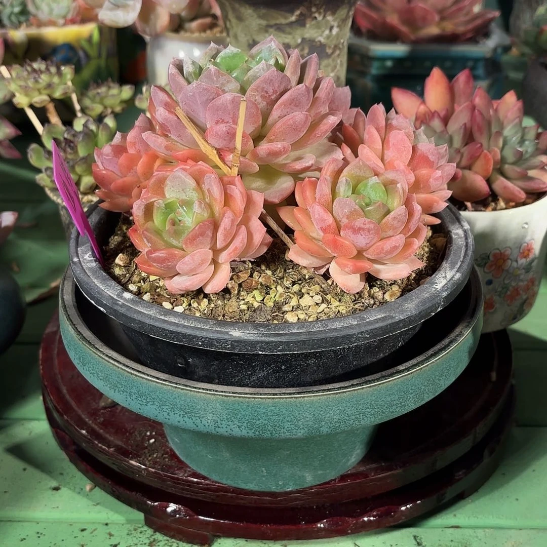 多肉植物啦啦啦啦啦啦