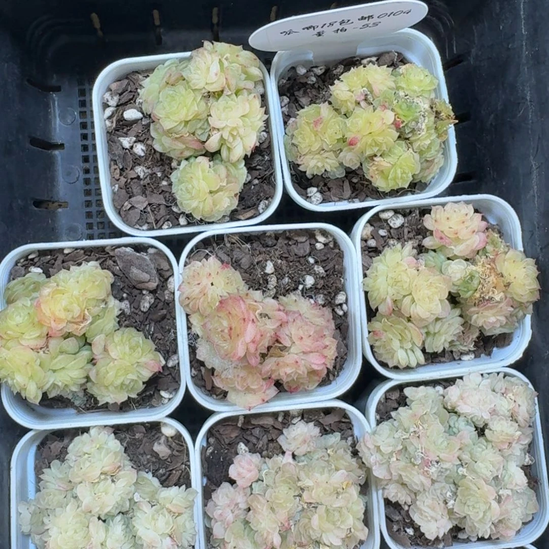 0104-053-麦秆不包整带盆土一颗量拍