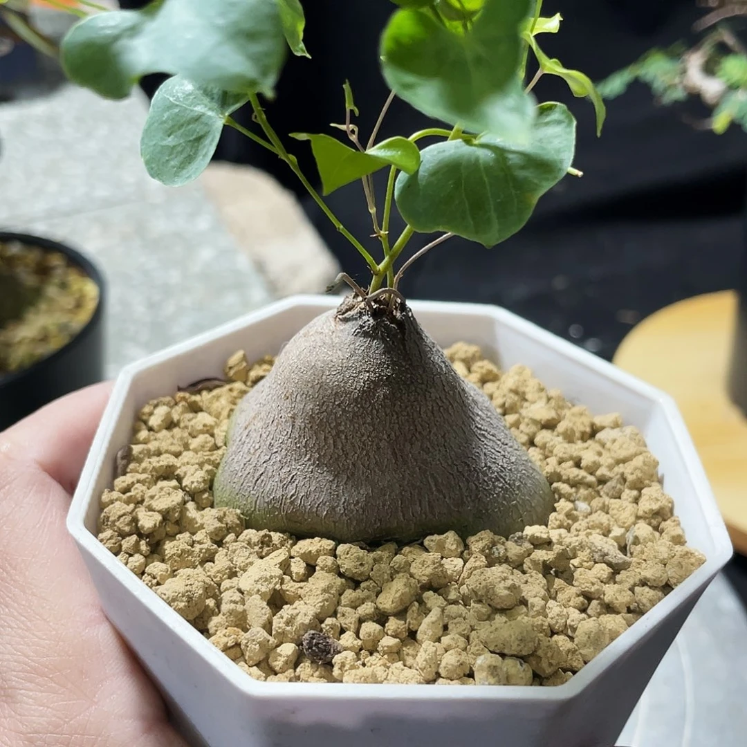 象足龟66666666666