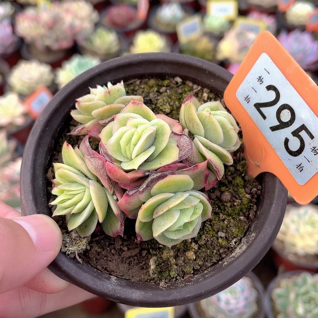 糖***瓜295号多肉植物保护