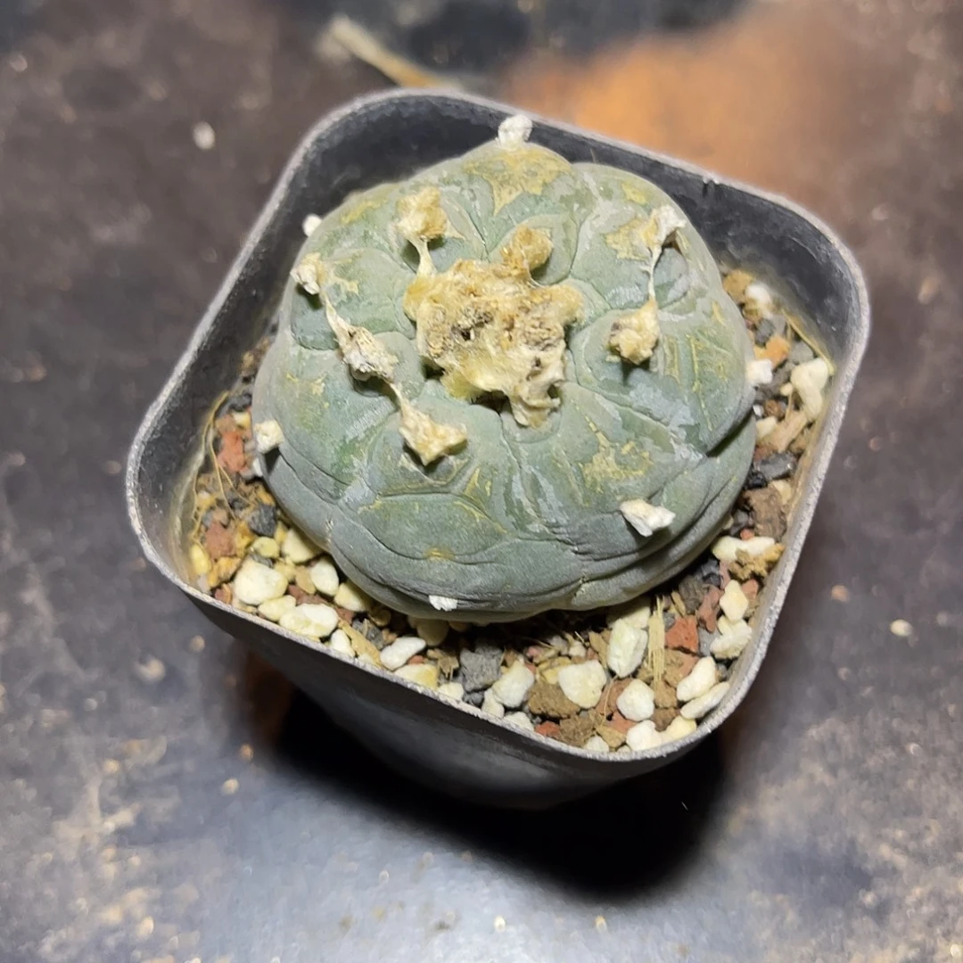 日系大尤银鱼一物一拍