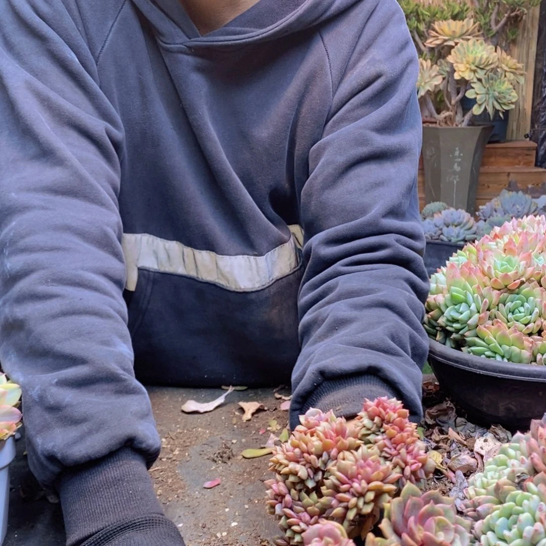 梦*C109号大红袍缀