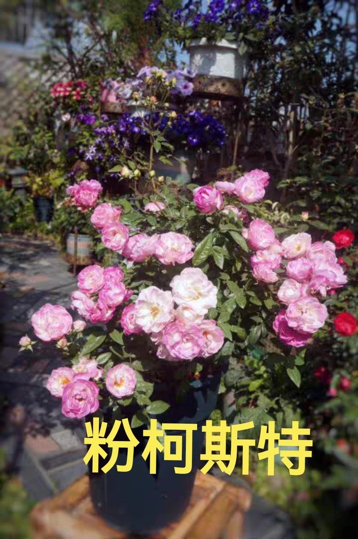 【粉柯斯特】芊喜花园精选月季 耐热抗病  精品实生根接露天苗