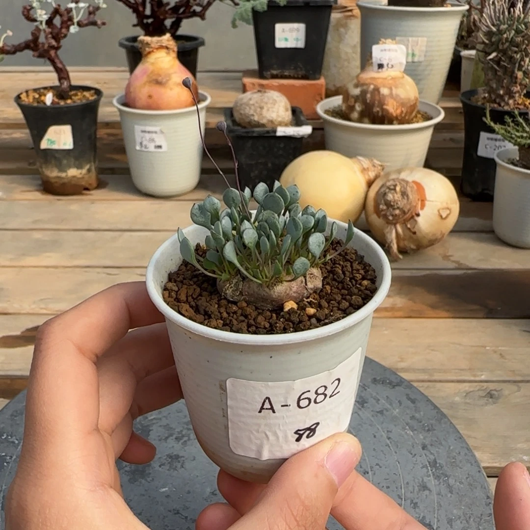 682圆叶格加不带盆