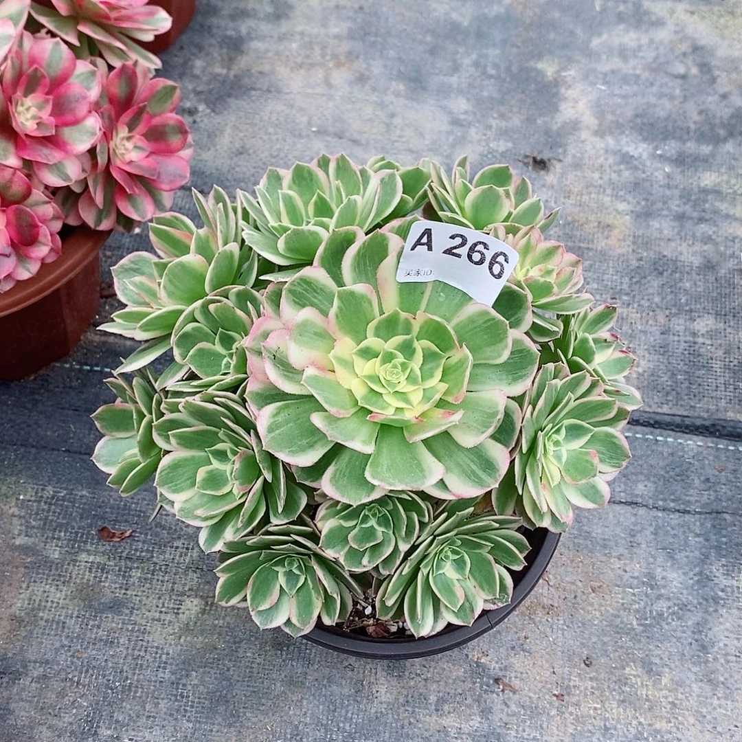 海仙266多肉11111