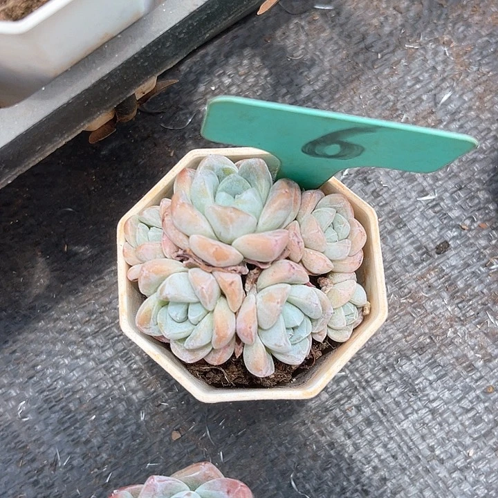 p***n晨语多肉，一物一拍就是6
