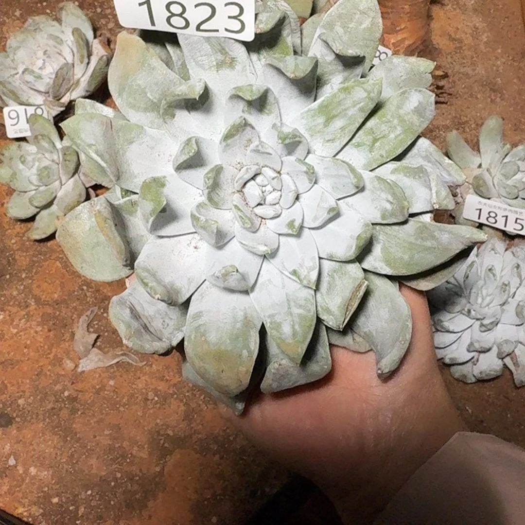 3代杂交仙女杯多肉福利瑕疵处理