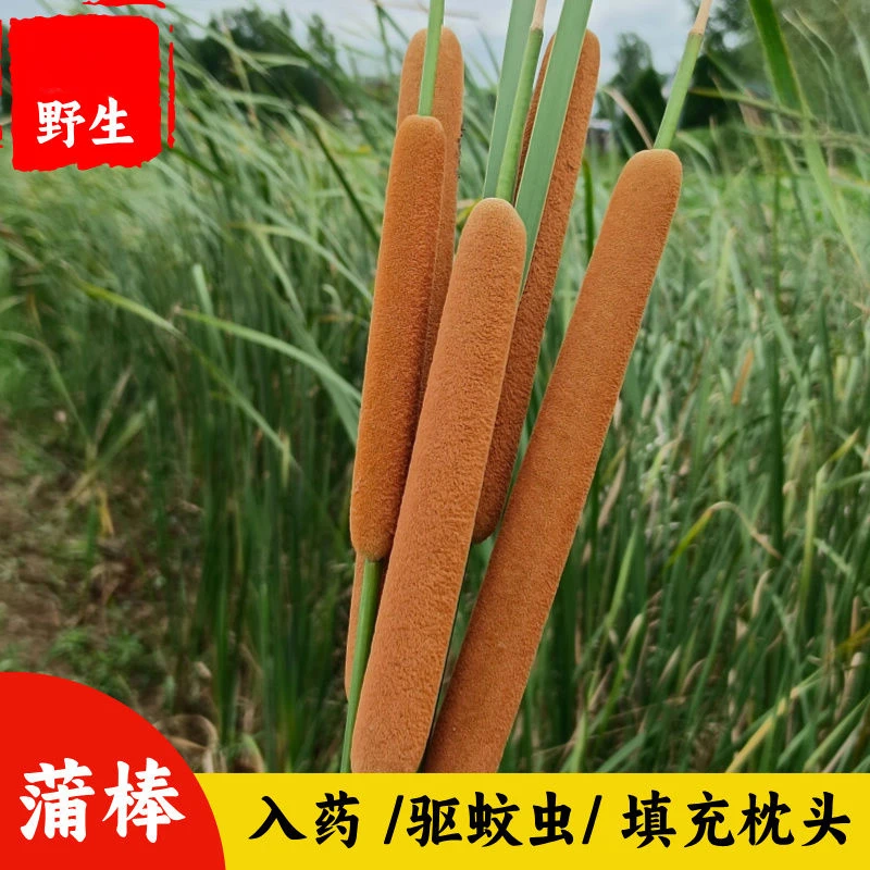 天然香蒲棒鲜品干花家居摆件摄像可入药驱蚊虫填充枕头蒲绒