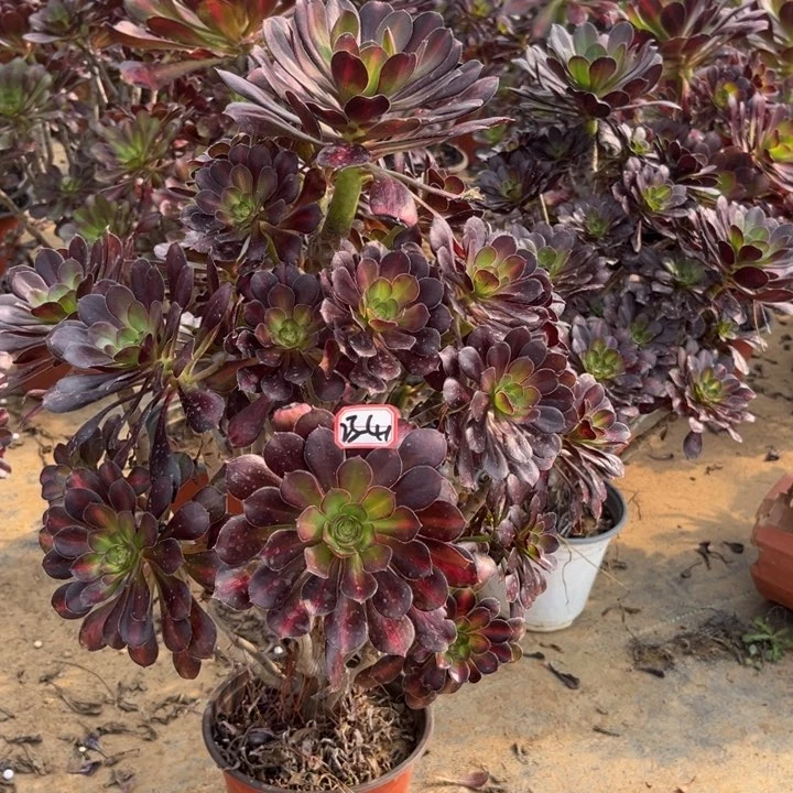 23-41晚霞多肉植物